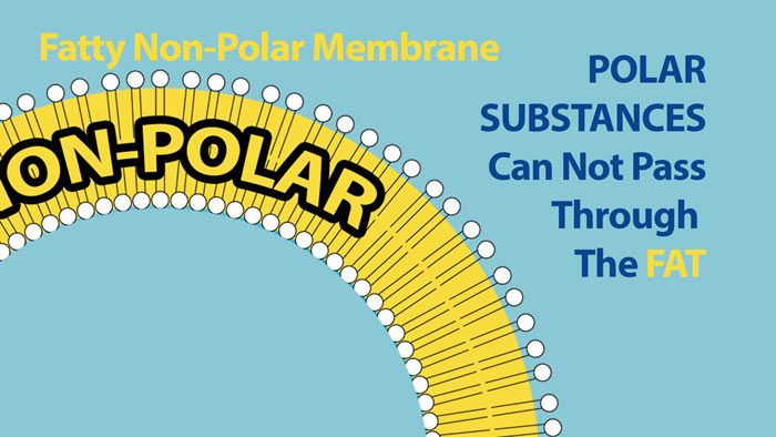 Why is polarity important? - #1 So cells can control movement across the cell membrane.